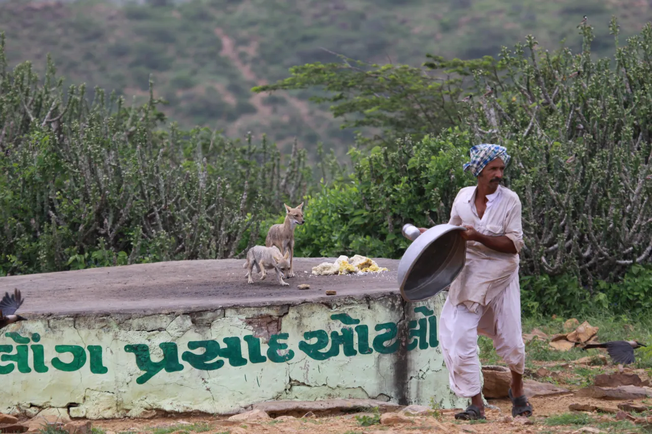 The Jackals of Kala Dungar - Where A Community Has Kept Them Alive With Vegetarian Food
