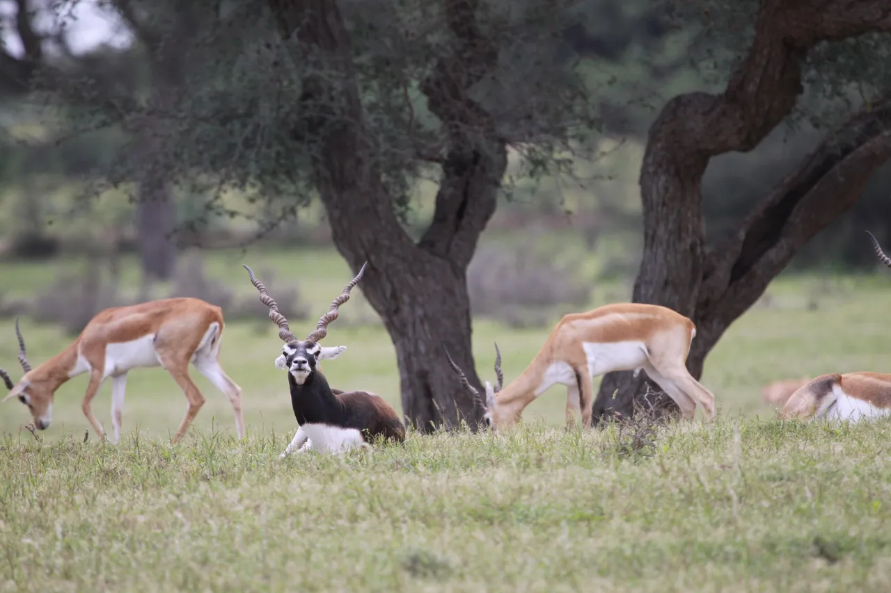 The Land of The Bishnois - Where Conservation Of Wildlife Is A Religion!