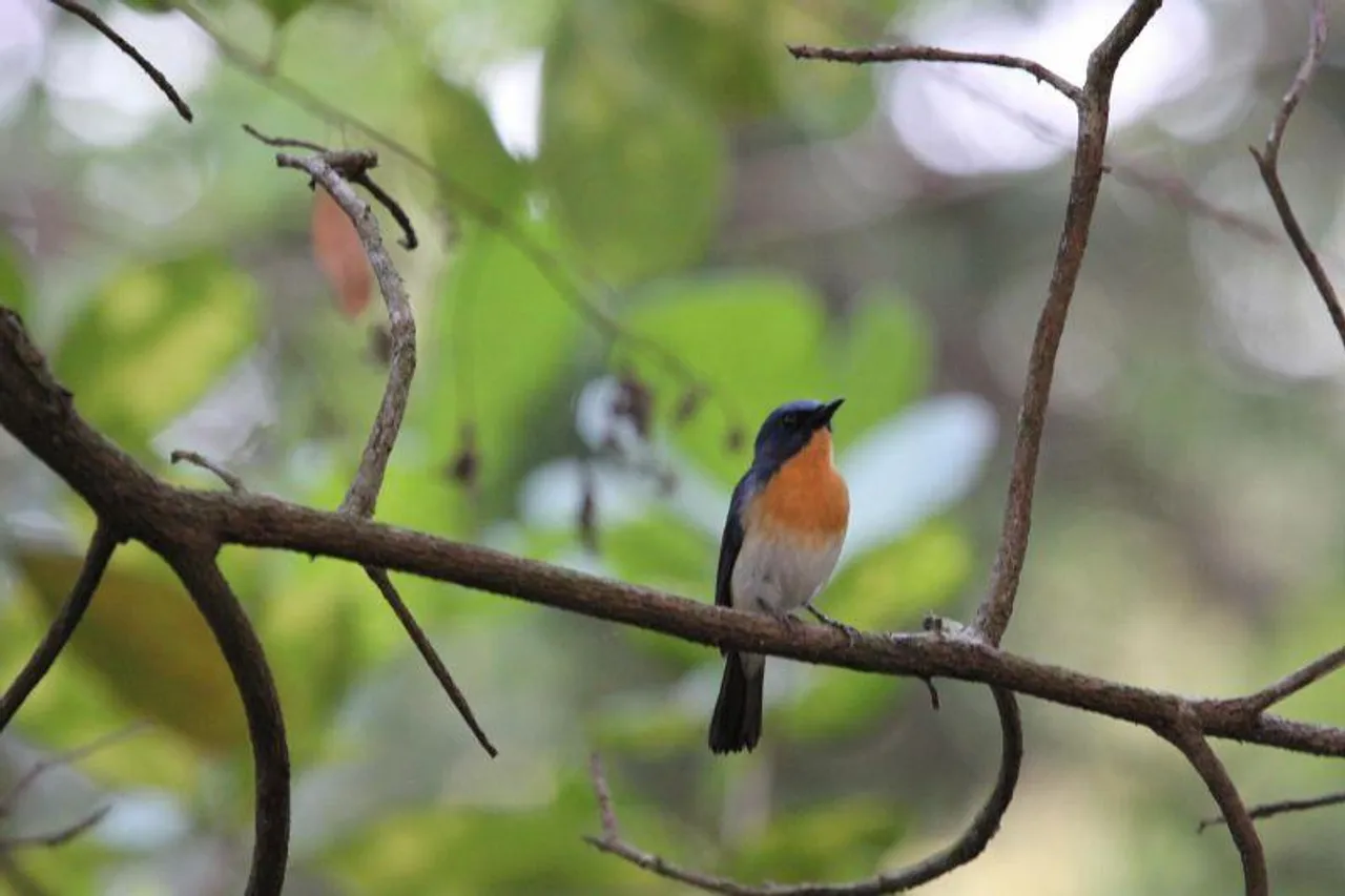 TBI Wildlife: Bondla Sanctuary In Goa - A Bird Watcher's Paradise
