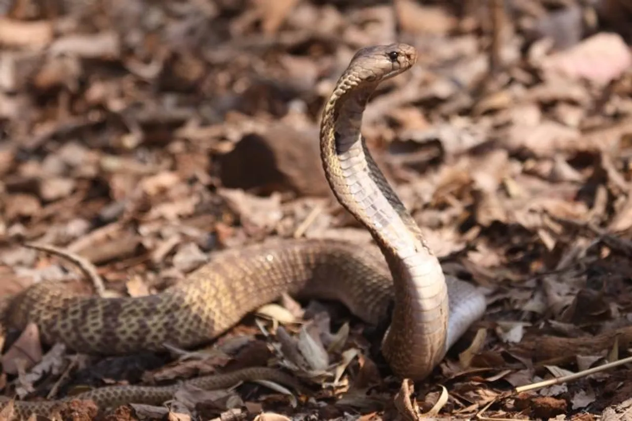 TBI Wildlife: In Search Of The King At Agumbe 