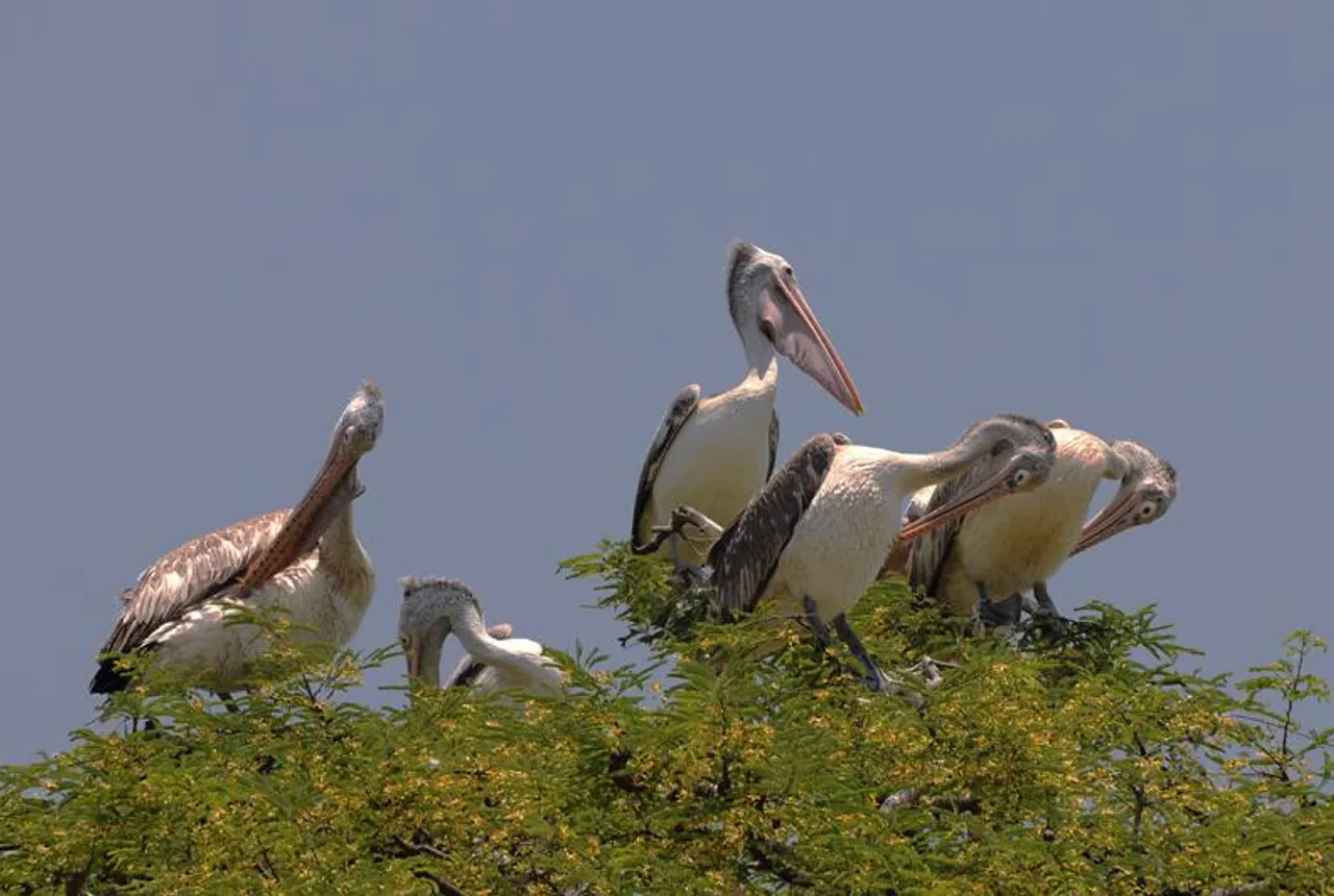 A Village Where Farmers Adopt And Nurture Rare Birds Even If They Harm The Crops!