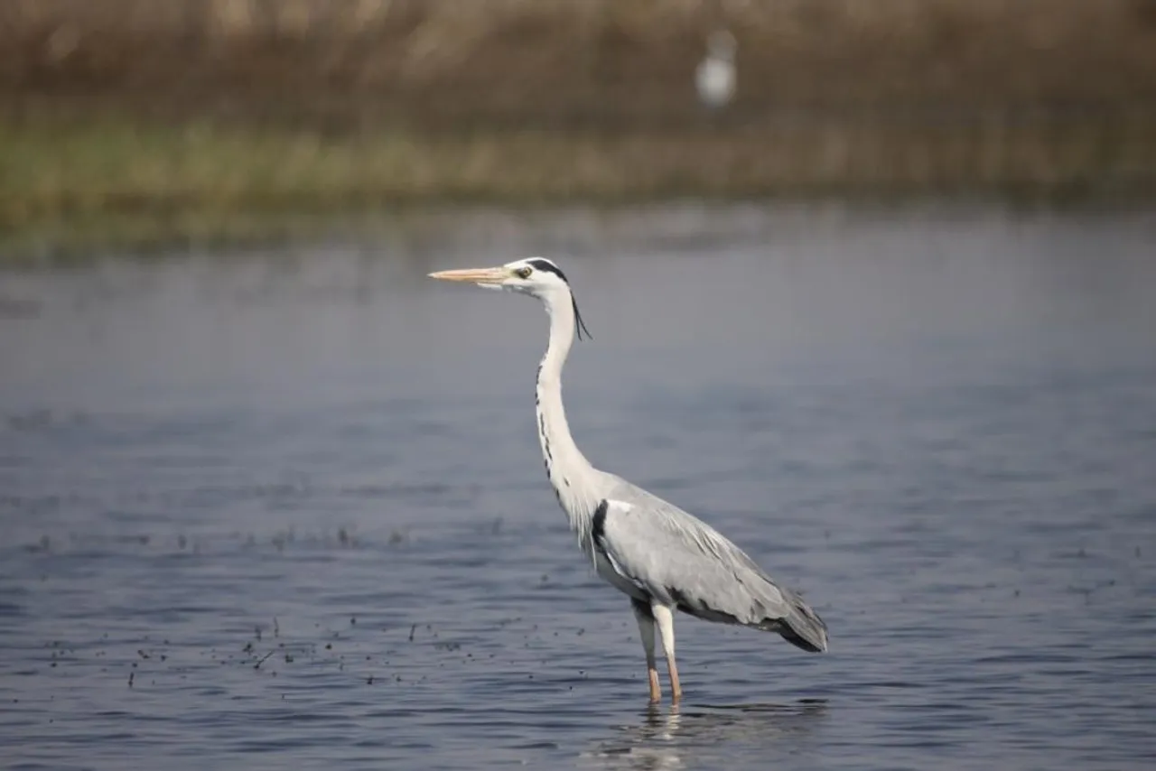 Two Beautiful Bird Sanctuaries In India That Pay Tribute To The Undying Love Of Dr. Salim Ali