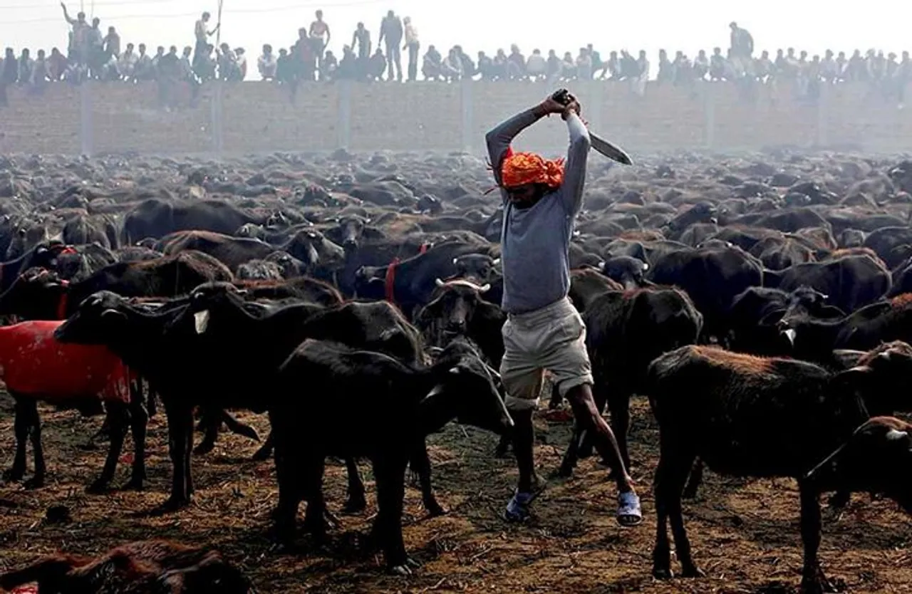 5 Laudable Initiatives By India To Stop Animal Cruelty That Will Make You  Proud