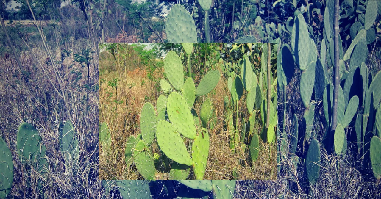 This Amazing Cactus With Hundreds Of Uses Can Help Farmers In Drought Prone Regions