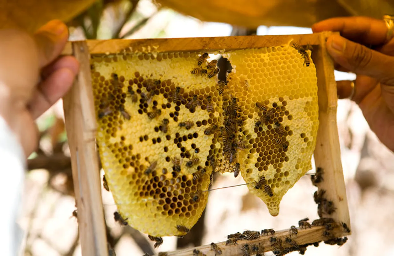 Do You Know That Bees Are Doubling The Yield Of Indian Farmers? Here's How.