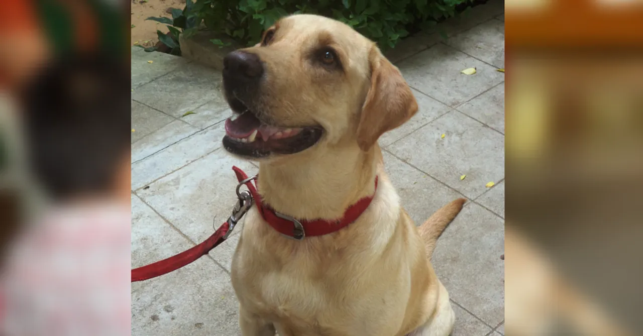 He Is A Therapist Who Helps Autistic Children. He Is Fluffy And Very Cute. And Yes, He Is A Dog.