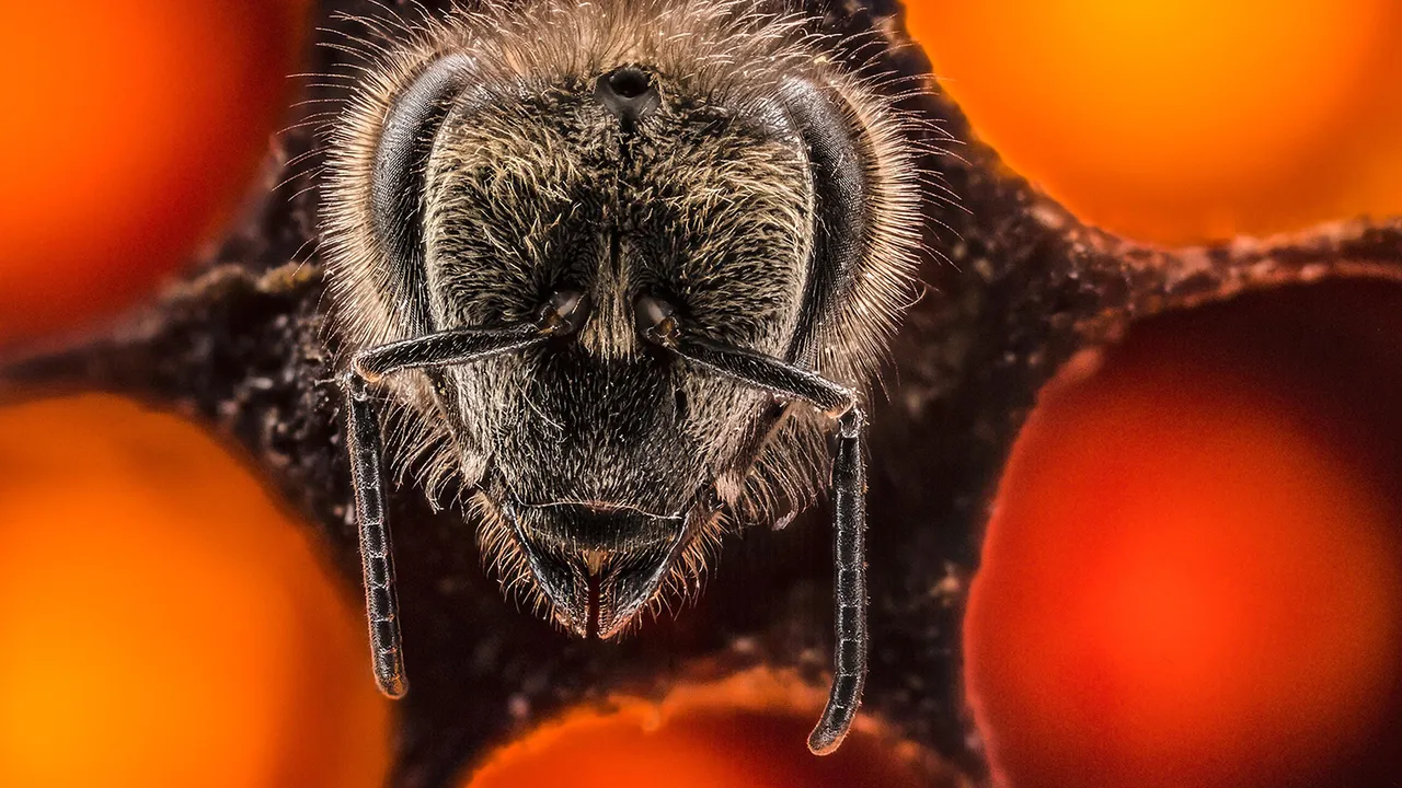 A Brilliant Time Lapse Video on the First 21 Days of a Bee's Life by an Indian American Photographer