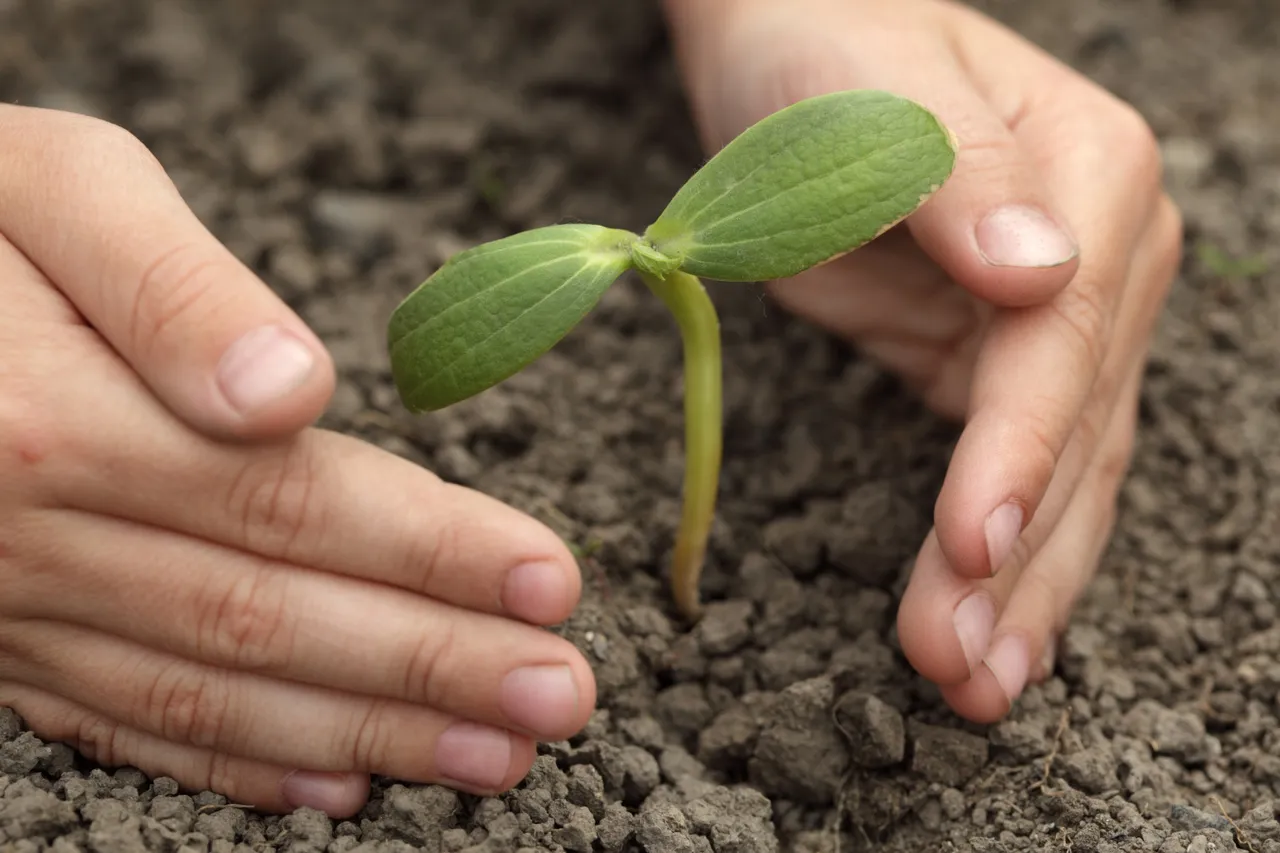 Bengaluru Teens Spend Pocket Money to Plant Saplings Every Month