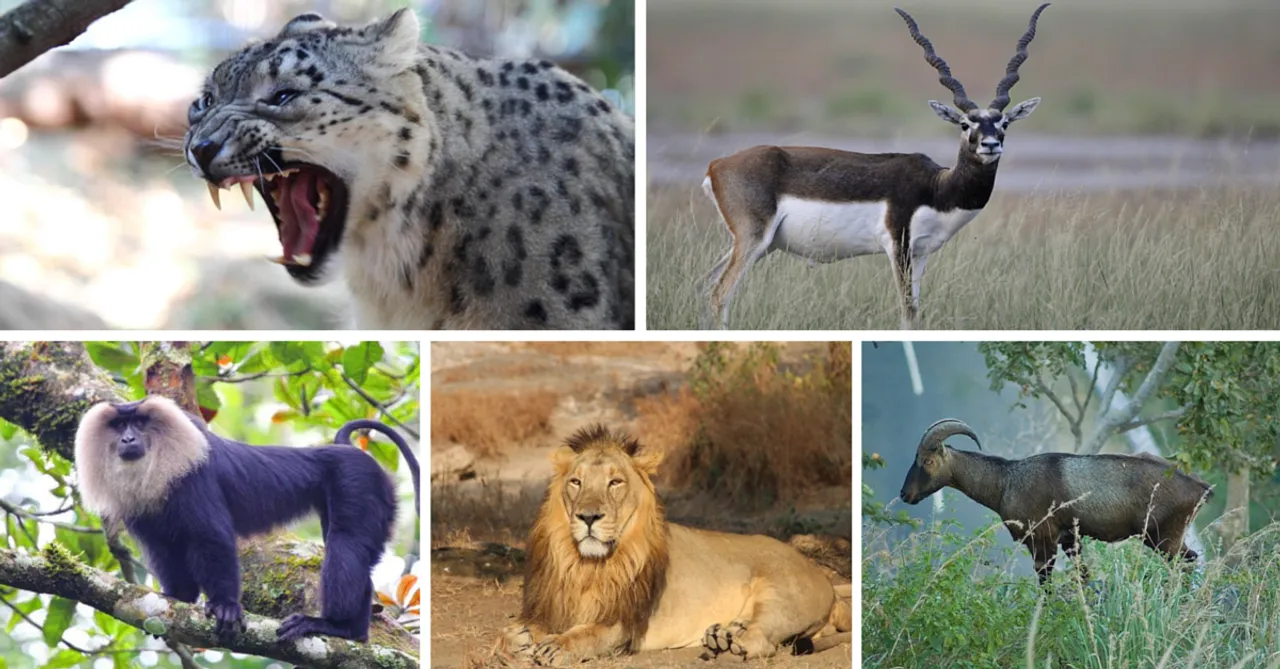 7 Rare and Exotic Wildlife Species that can be found in India