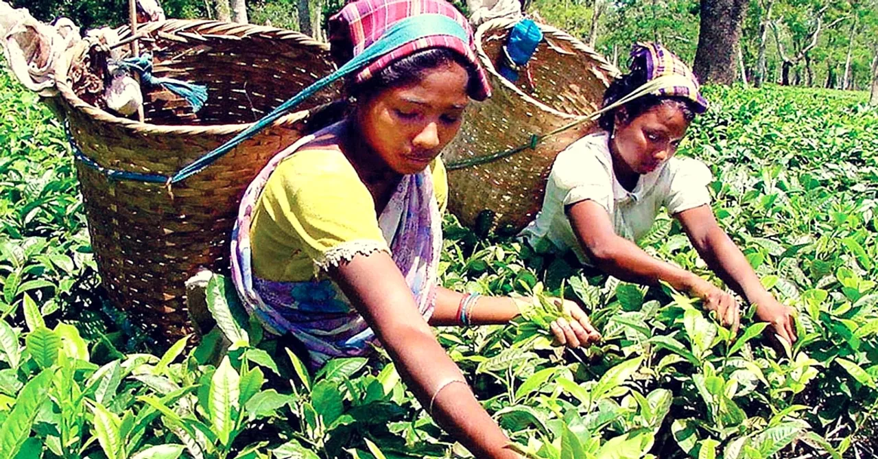 Assam's Tea Gardens Are Waging a War against Girl Trafficking. It's Both Inspiring & Heart-Breaking.