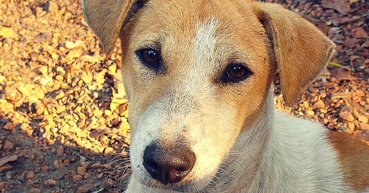 A Mute Stray Dog Risks his Own Life to Help the Residents of a Delhi Locality