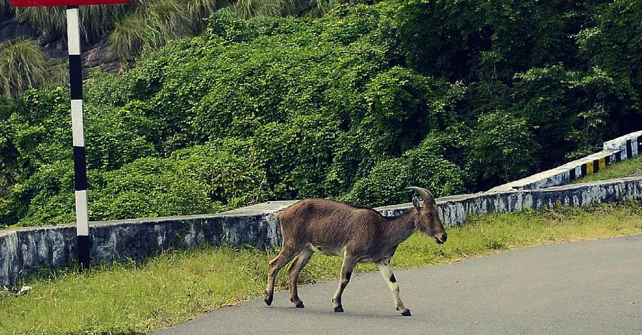 Hurrah! Animals Will Soon Be Able to Cross the Mumbai-Goa Highway Without Risking Their Lives