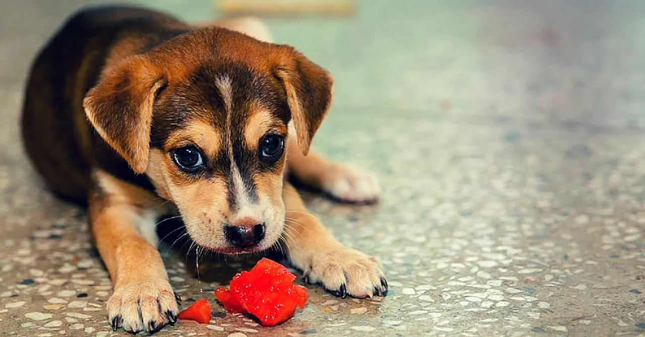We Need More of This: A School Program That Teaches Kindness Towards Animals!