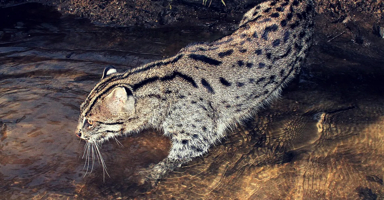 The State Animal of West Bengal Is Endangered. And Most of Us Don't Even Know Which Animal It Is.