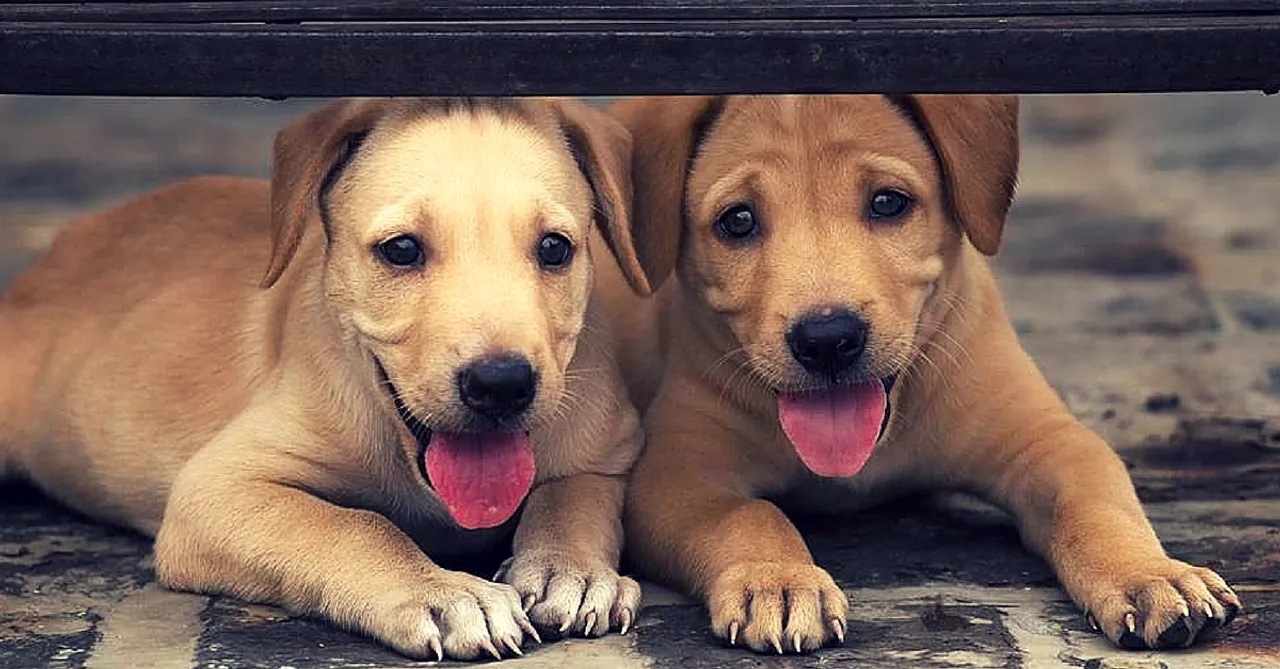 20 Most Adorable 'Pawsitive' Dog Quotes That Will Inspire You to Help a Furry Friend Right Away!