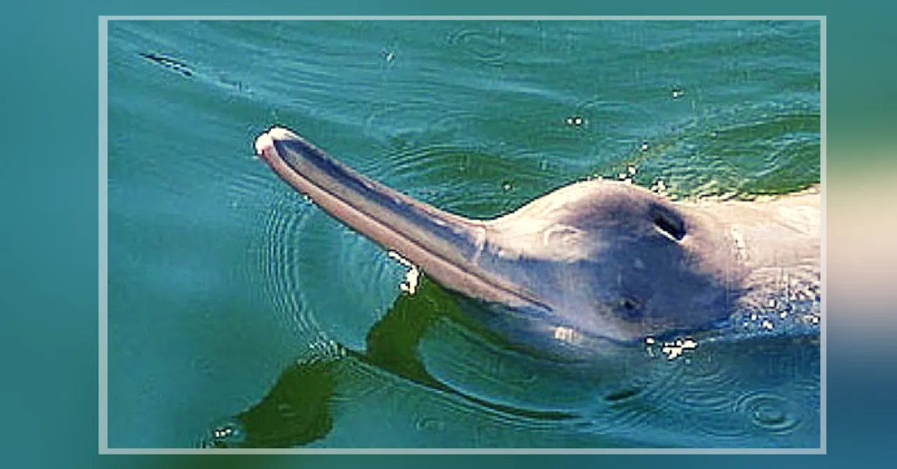 West Bengal Will Soon Have India's First Community Reserve for Dolphins