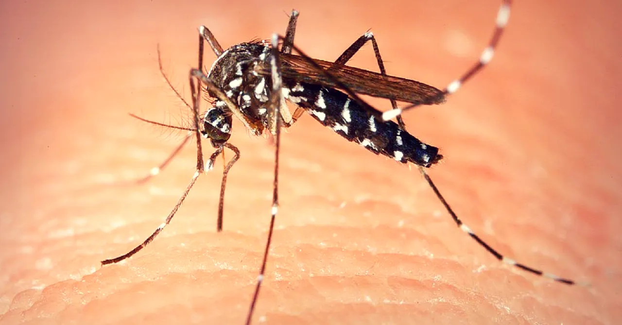 4 School Girls from Nagpur Develop an Eco-Friendly Mosquito Repellent System