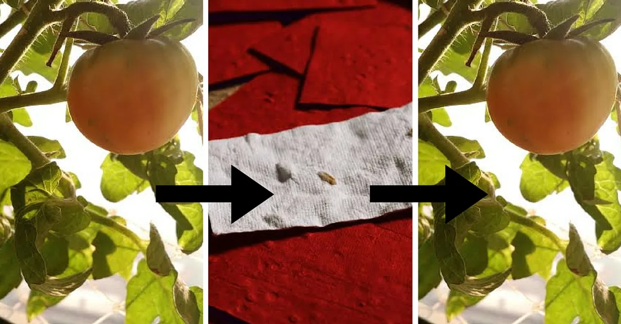 Plant This Paper and Watch It Grow!