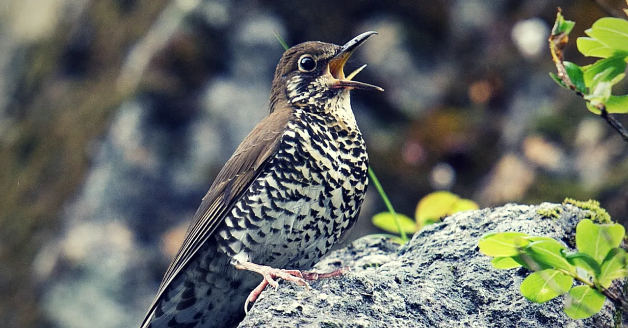 A Brand New Bird Has Just Been Discovered in North East India. Here's All You Need to Know about It