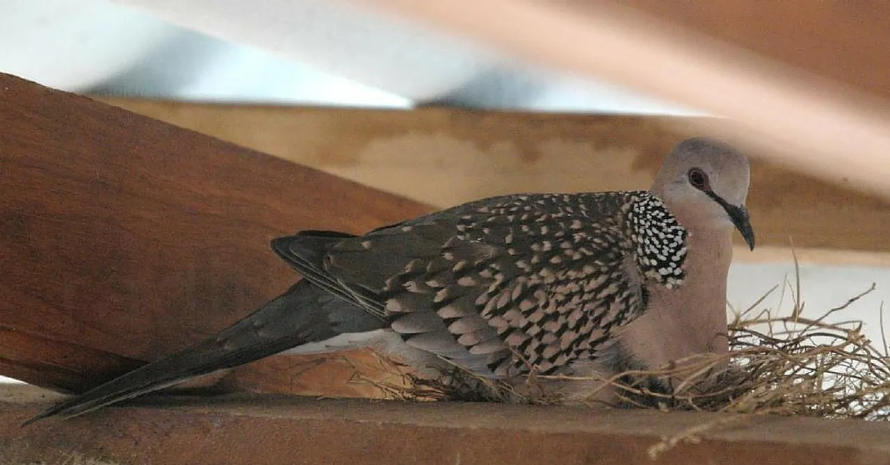 5 Beautiful Bird Nesting Stories from India that Show the Humane Side of Humans