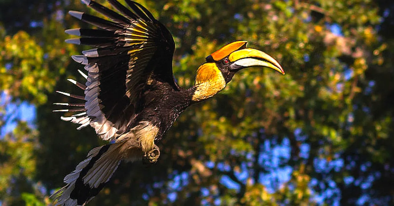 How 6 Bird-Loving Communities are Saving Our Feathered Friends from Extinction in India