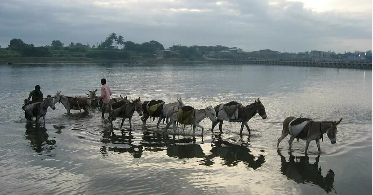 Did You Know There's an Organization That Looks after Donkeys and Mules in India?