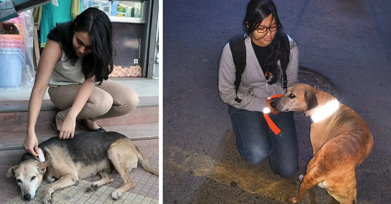 Chennai NGO's Reflective Collars Save Dogs & Cattle From Being Run Over