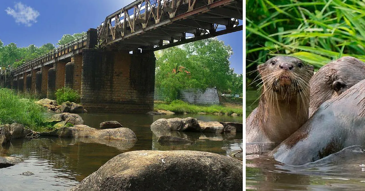 Once Close to Extinction, Now Otters Return to Kerala's Revitalized River