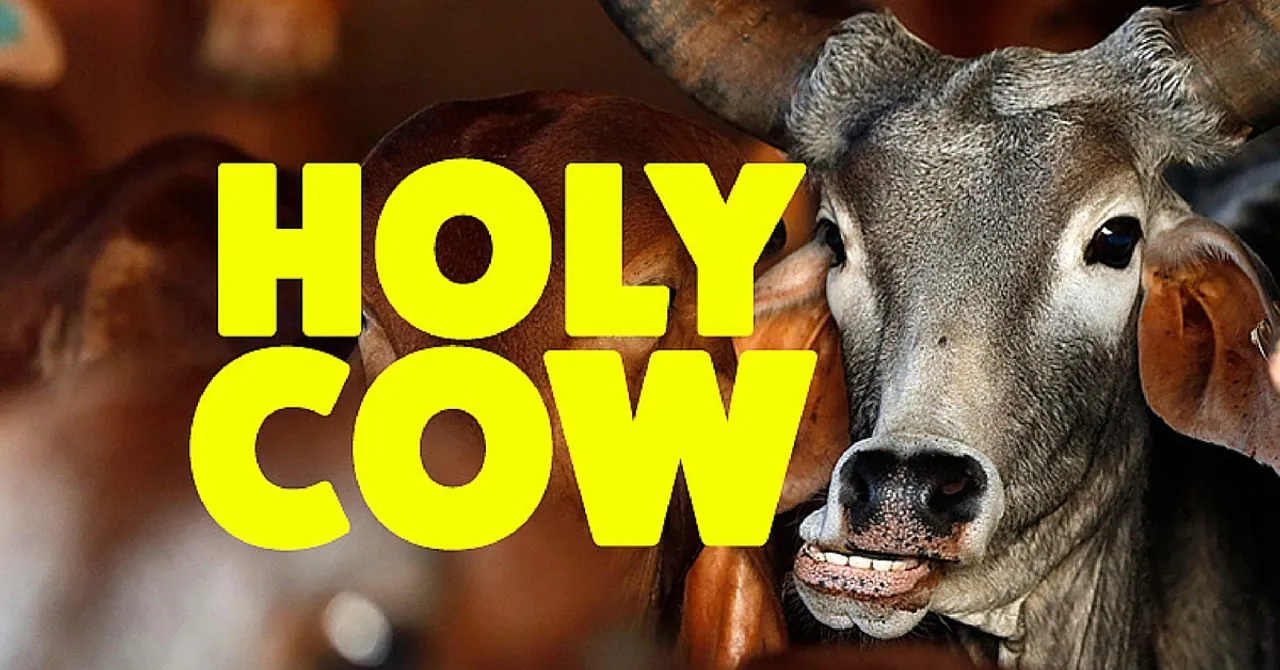 VIDEO: Cow Hospital in Rajasthan Treats More Than 1600 Deformed & Sick Cows