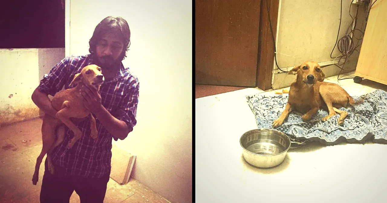 The Dog That Was Thrown from a Terrace in Chennai Is Going to Be Fine. Thanks to These Heroes.