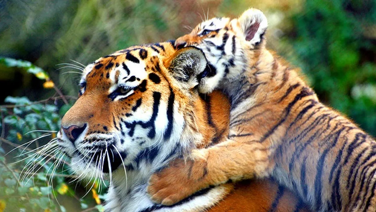 These Amazing Photos Capture the Wild Grandeur of India's National Parks