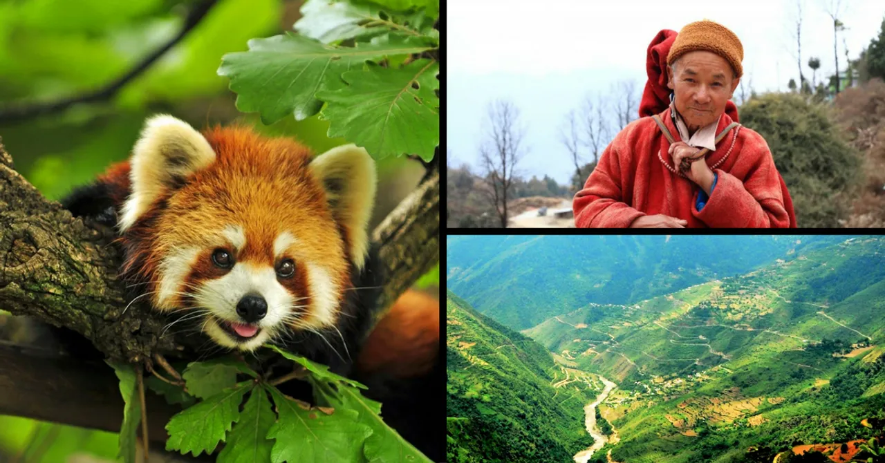 Locals in These Tiny Arunachal Villages Are Taking Huge Steps to Save the Endangered Red Panda