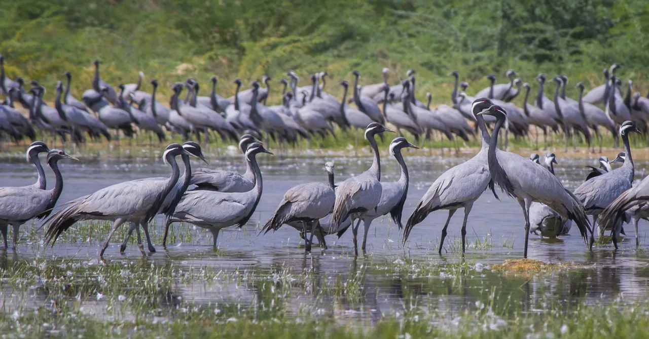 VIDEO: This Man Single-Handedly Undertook the Conservation of Thousands of Cranes in Rajasthan