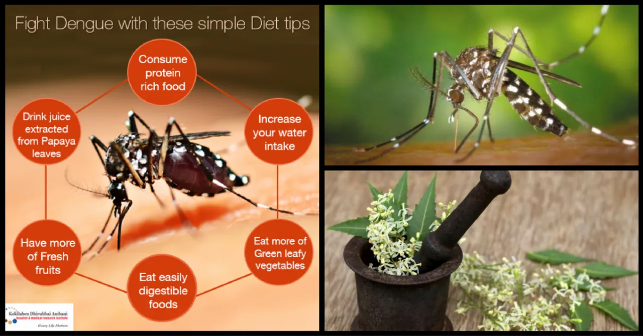 Don't Let Dengue and Chikungunya Scare You. Be Prepared with This Comprehensive Guide