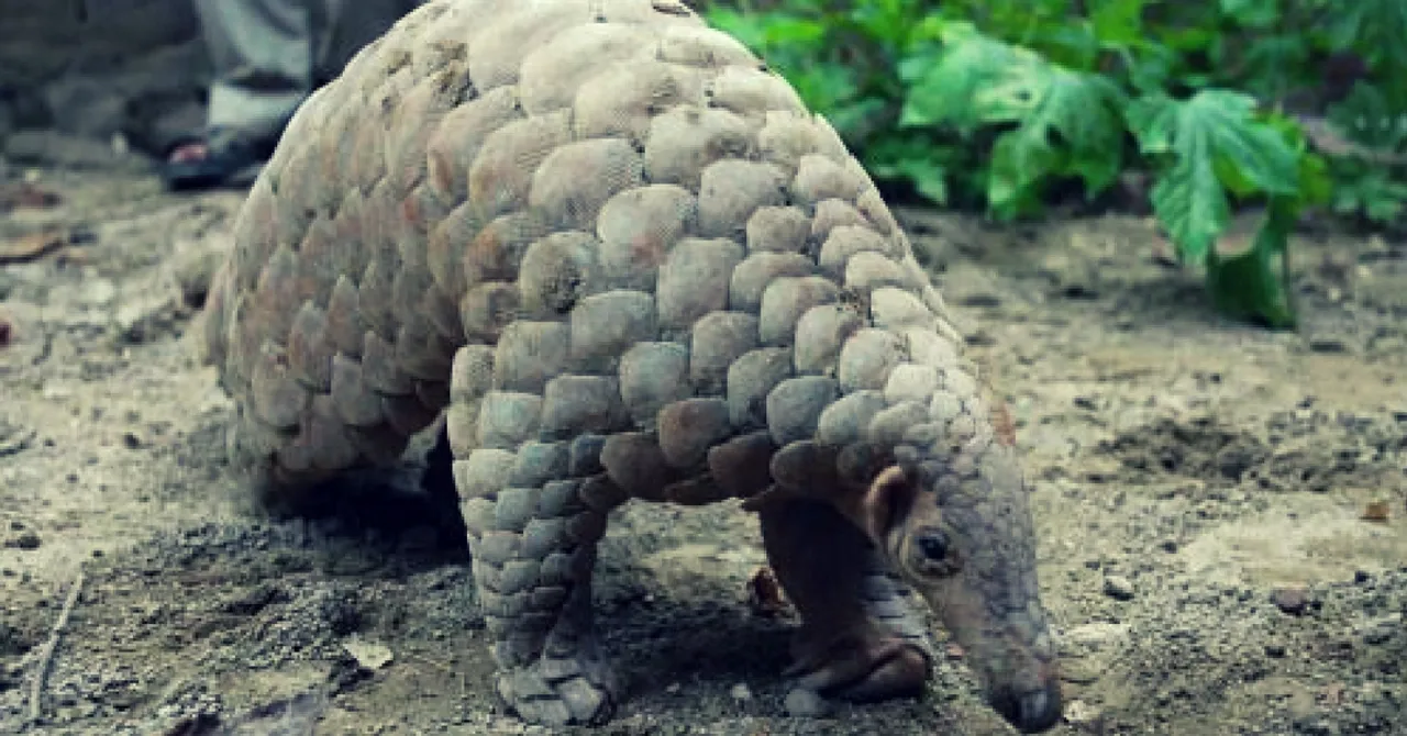 TBI Blogs: You Have Probably Never Heard of the World's Most Trafficked Mammal. Here's Why You Should