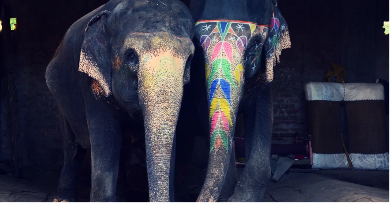 TBI Blogs: The Ban on Depiction of Cruelty to Animals in Visual Media and its Importance
