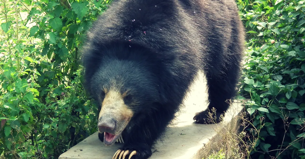 TBI Blogs: Organisation Pulls All Stops to Rescue Sloth Bear Caught in Poacher's Snare in Karnataka