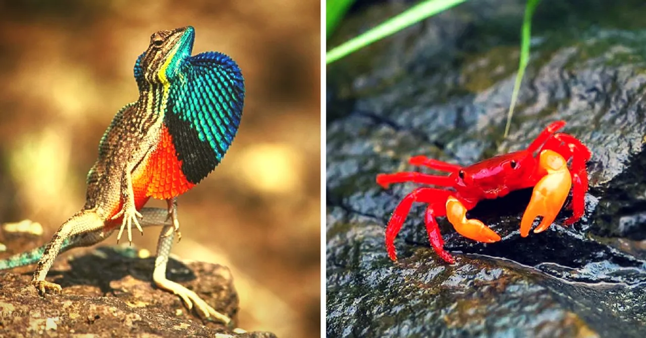 From a 'Sorting Hat' Spider to a Bird That 'Sings Like Adele': 8 New Species Discovered in India in 2016