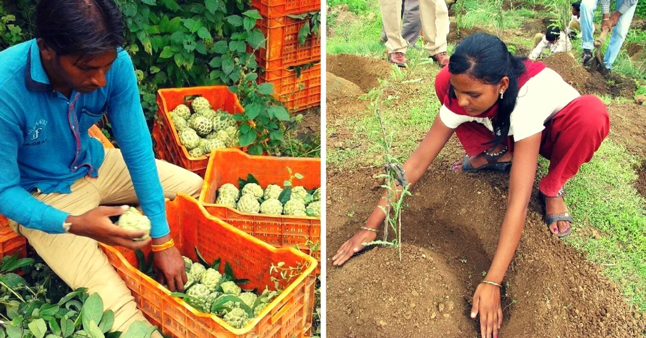 From Growing Its Own Forest to Selling Organic Fruits, This Village Funds Its Own Development