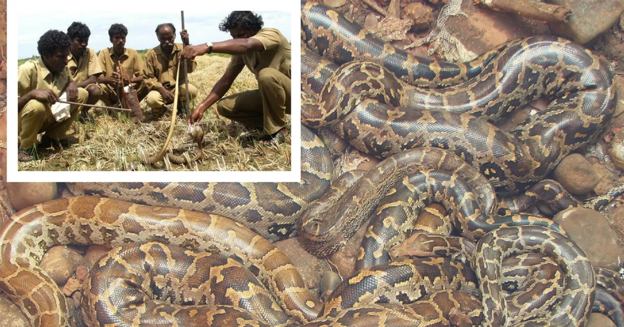 Here's Why Snake Catchers From Tamil Nadu Have Been Called to Florida