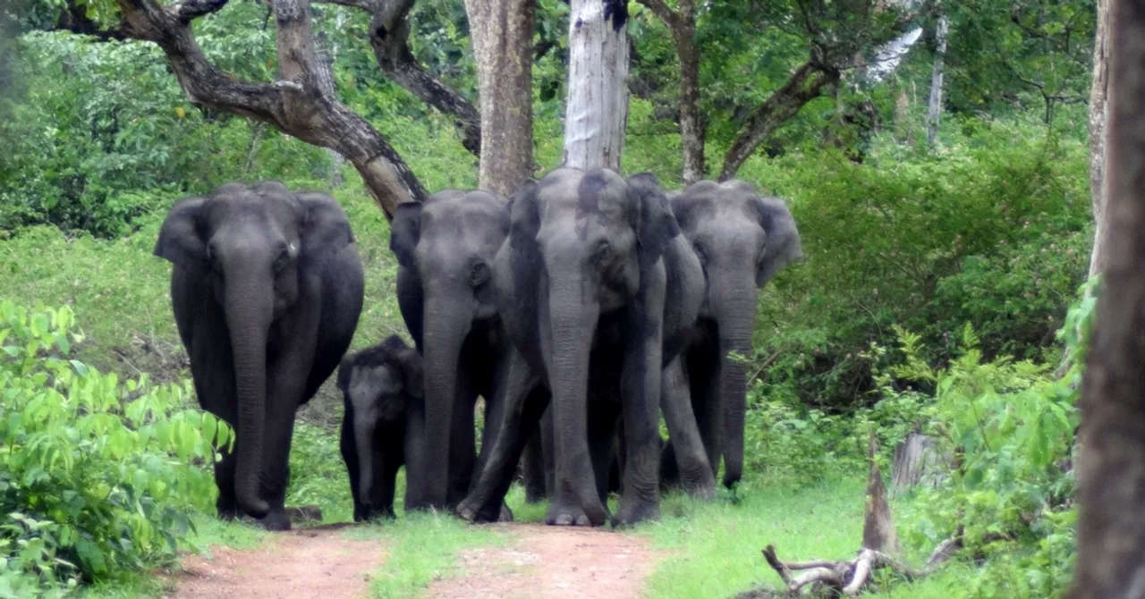 Bandipur's Parched Animals Finally Have Drinking Water, Thanks to Solar-Powered Wells