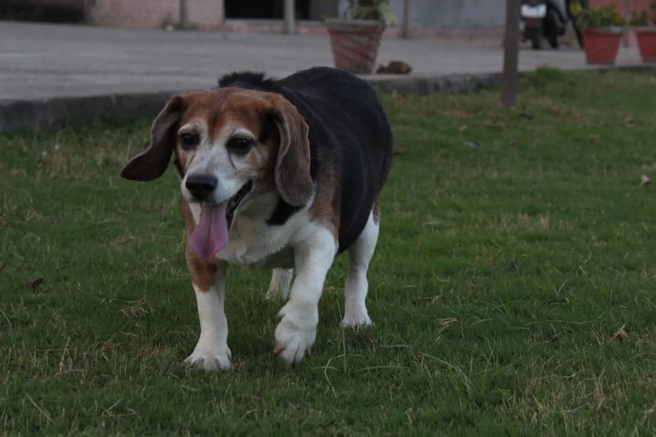 Meet the Freagles: Ahmedabad's Dog Lovers Are on a Mission to Find Homes for Rescued Beagles