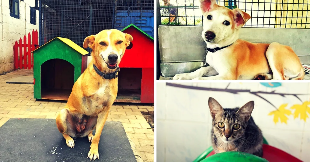 Welcome to Charlie's Animal Rescue Centre, Where Animals Are Free and Love Is Unconditional