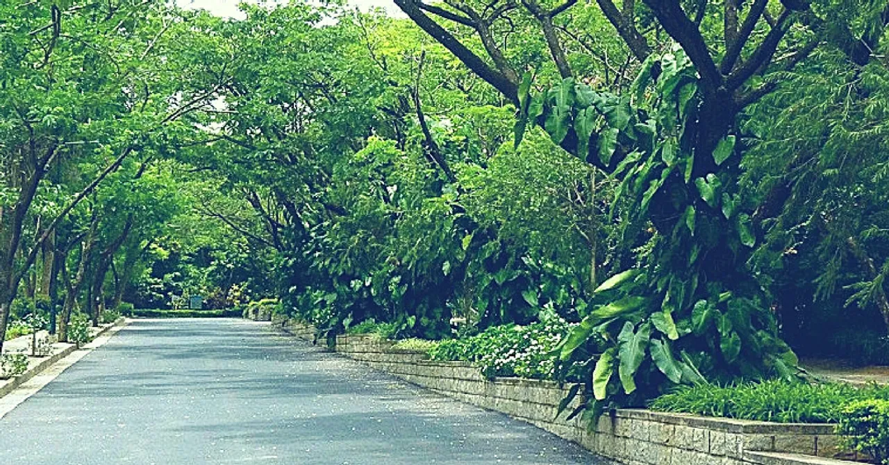 112 Trees in Bengaluru Are in Danger of Being Cut Down - You Can Save Them by Acting Quickly!
