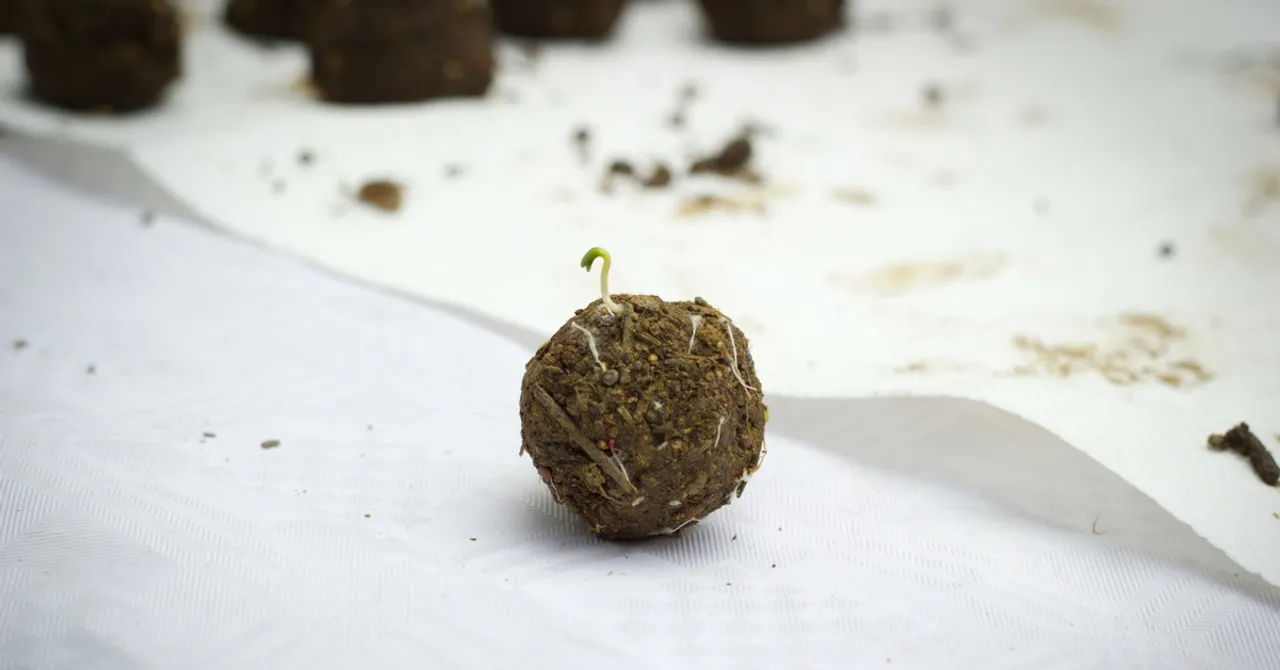 From Homes to Jungles, These Easy-To-Make Seed Bombs Are Enabling Indians to Grow Plants Anywhere
