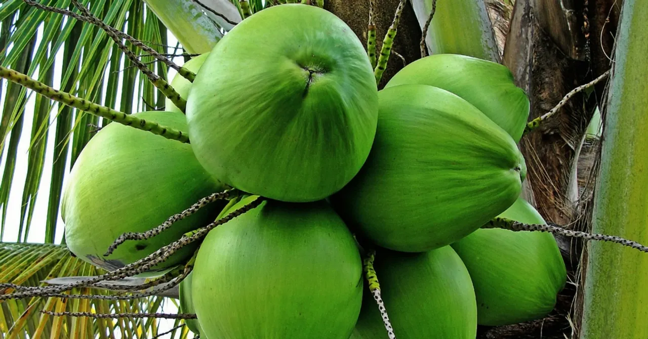 Did You Know? Kerala's Coconut Palm Insurance Scheme Protects the State's Farmers From Losses!