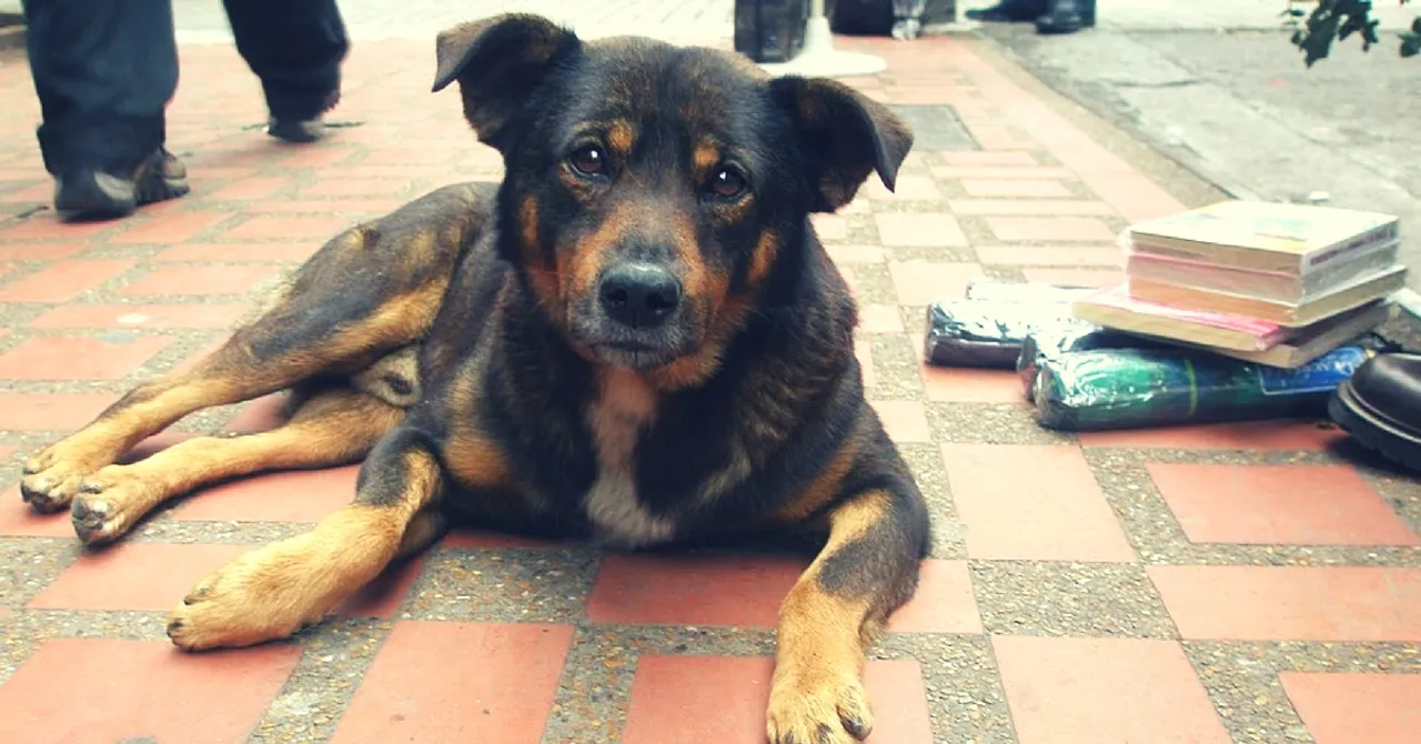A Vet's Step-by-Step Guide on How to Take Care of an Injured Stray Animal