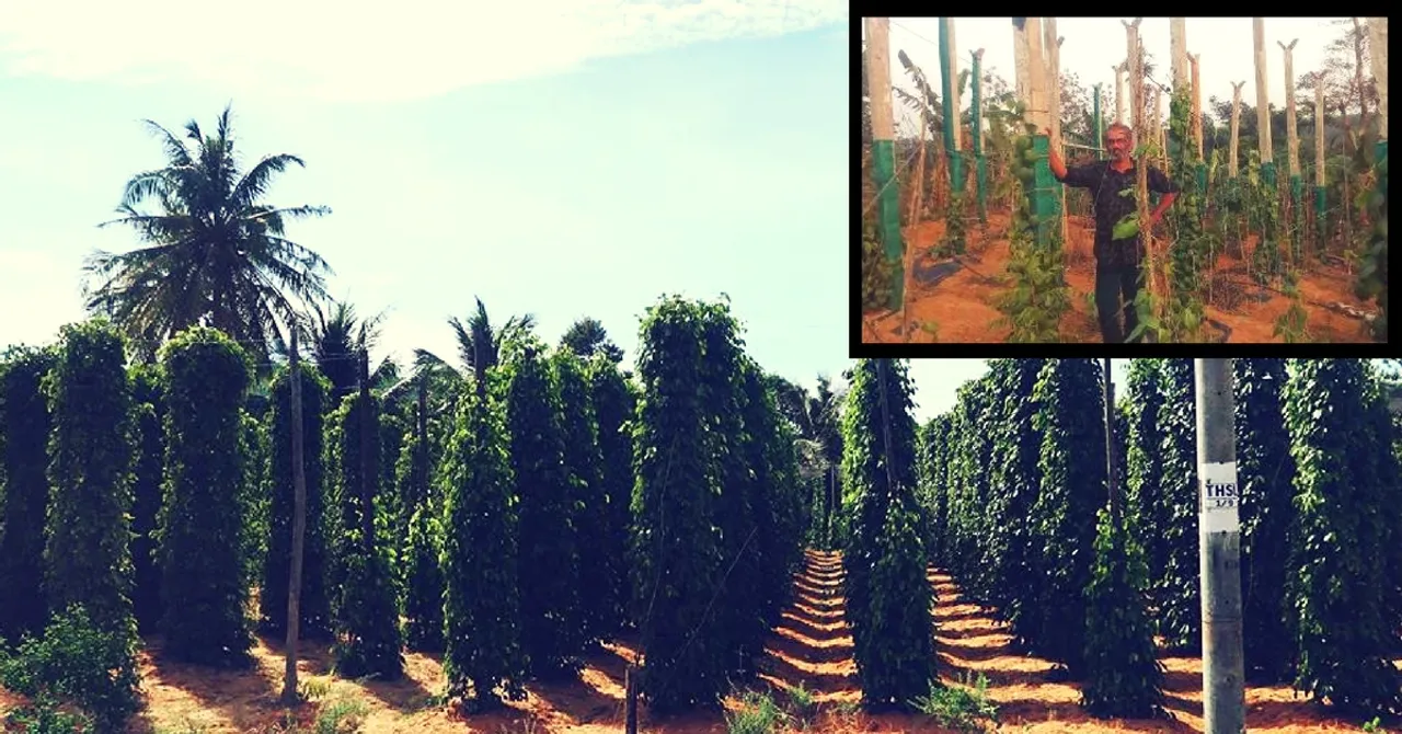Wayanad Pepper Farmers Hope for a Boost, with a Little Help from Vietnam