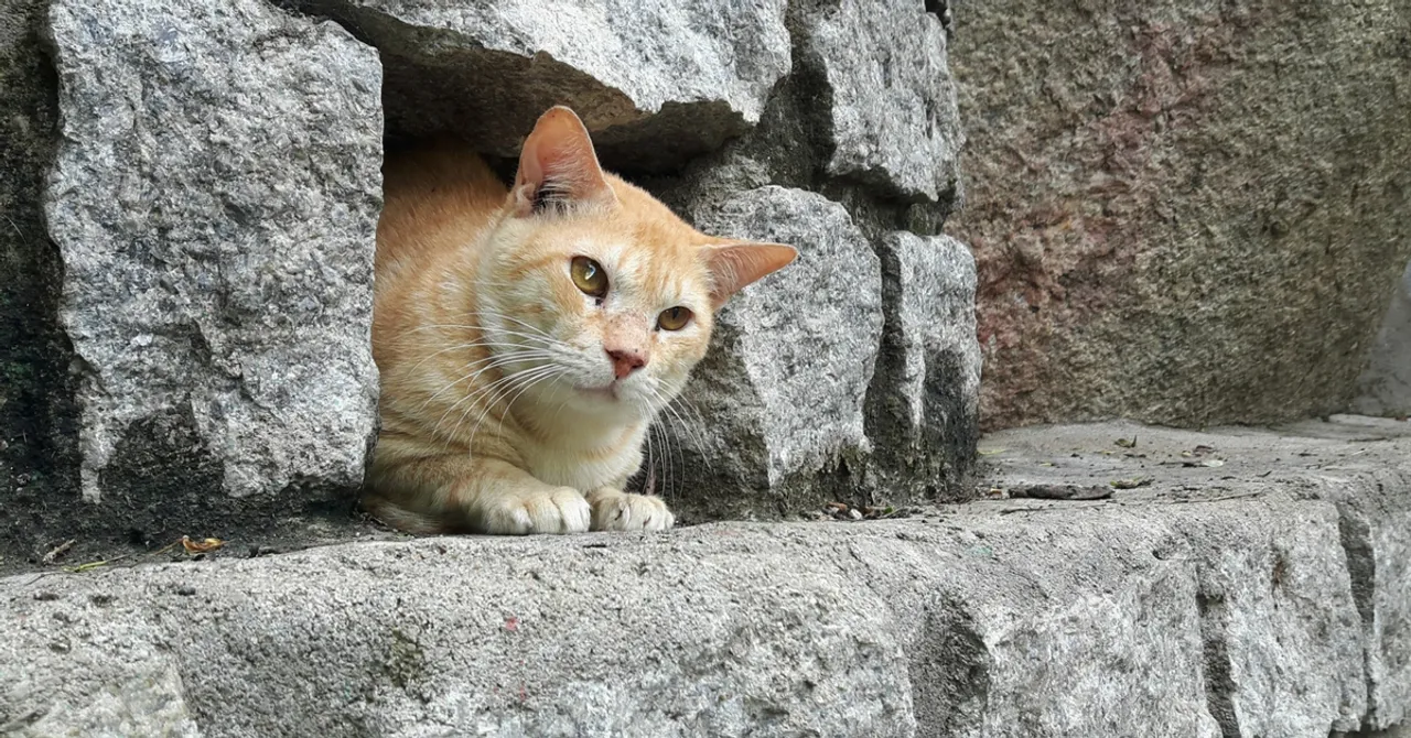 TBI Blogs: 10 Ways Social Media Is Helping India’s Animal Welfare Movement Grow and Develop