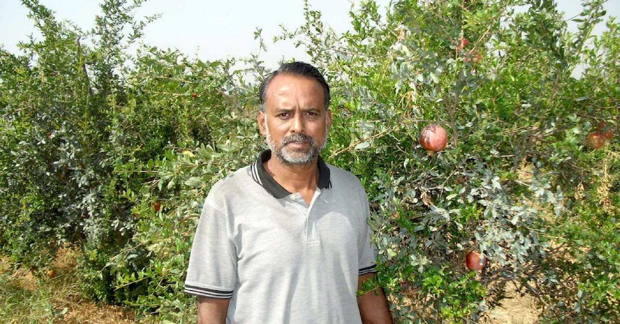 TBI Blogs: India Grows 6 of the World’s Finest Varieties of Pomegranates, Helping Farmers Make Huge Profits